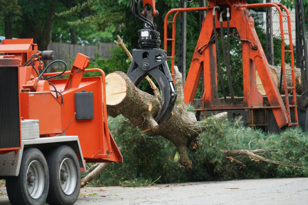 Best Utility Line Clearance  in Lyons, CO