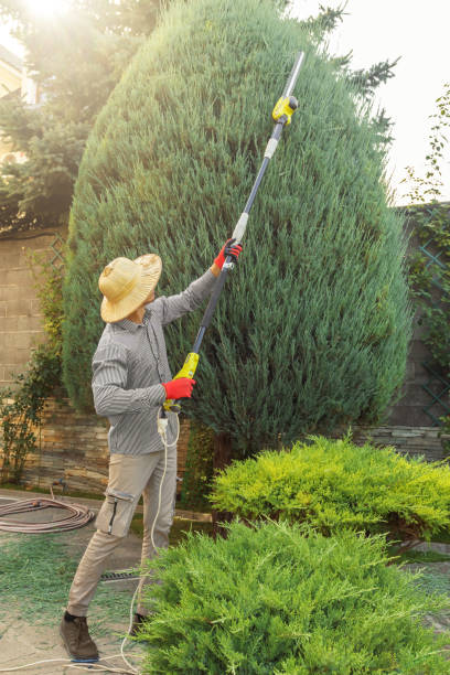 Best Leaf Removal  in Lyons, CO