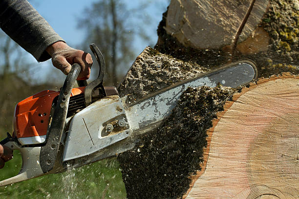  Lyons, CO Tree Removal Pros